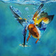 Fishing Kingfisher  (ART_7786_53113) - Handpainted Art Painting - 12in X 12in