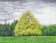 Yellow Tree (ART_5291_53142) - Handpainted Art Painting - 18in X 14in