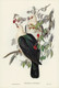 White-headed Fruit Pigeon (Carpophaga Leucomela) by Elizabeth Gould (1804‚Äì1841)
(PRT_5543) - Canvas Art Print - 19in X 27in