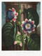 The Quadrangular Passion Flower From The Temple Of Flora (1807) by Robert John Thornton
(PRT_5537) - Canvas Art Print - 28in X 37in