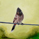 Red Vented Bulbul Balances on a Cable (ART_6676_53348) - Handpainted Art Painting - 10in X 10in