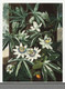 The Passiflora Cerulea From The Temple Of Flora (1807) by Robert John Thornton
(PRT_5342) - Canvas Art Print - 28in X 37in