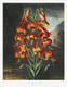 The Superb Lily From The Temple Of Flora (1807) by Robert John Thornton
(PRT_5353) - Canvas Art Print - 27in X 35in