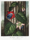 The Winged Passion-Flower From The Temple Of Flora (1807) by Robert John Thornton
(PRT_5356) - Canvas Art Print - 28in X 37in