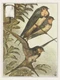Drie Zwaluwen (1878‚Äì1910) by Theo van Hoytema
(PRT_5617) - Canvas Art Print - 18in X 23in