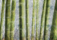 Tree,Green,31Bamboo01,Bamboo Grove, flowering perennial evergreen plants,Bamboo forest