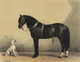 Orloffer (Orloff Horse) By Emil Volkers (PRT_6305) - Canvas Art Print - 31in X 24in