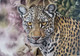 The front facing Panther. (ART_7857_54220) - Handpainted Art Painting - 30in X 20in