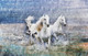 Fengshui Hores,White Horses,White Running Horses,Horse,Speed