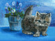 cat, kitten, small cat, black cat, black kitten, vase , flower vase