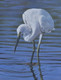 GREAT EGRET (ART_7977_55555) - Handpainted Art Painting - 24in X 30in