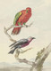 Two Birds, Including A Red-green Parrot By Aert Schouman (PRT_7984) - Canvas Art Print - 24in X 33in