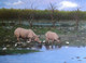 Rhino Of Assam (ART_8011_56230) - Handpainted Art Painting - 25in X 18in