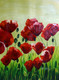 52Flower16,Red FlowersmRed Tulip,Red Poppy,Beauty Of Red,
