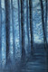 Forest scene (PRT_8067_58211) - Canvas Art Print - 24in X 16in