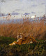 A Tiger Among Rushes In The Moonlight By Geza Vastagh (PRT_8508) - Canvas Art Print - 19in X 23in