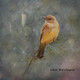 Bird Series 02 (ART_8188_59130) - Handpainted Art Painting - 11in X 11in