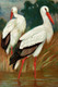birds, white birds, storkes, two storkes, couple of storkes, bird with red beak