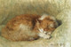 A Sleeping Cat (1898) By Henri√´tte Ronner Knip (PRT_9872) - Canvas Art Print - 19in X 13in