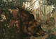 Baloo In The Forest (1903) By Maurice And Edward Detmold (PRT_10302) - Canvas Art Print - 26in X 19in