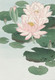 Water Lily (1920) By Ohara Koson (PRT_10442) - Canvas Art Print - 21in X 30in