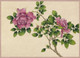 Rose (18th Century) By Zhang Ruoai (PRT_10596) - Canvas Art Print - 36in X 26in