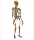 Human Skeleton . (PRT_8044_60561) - Canvas Art Print - 14in X 16in