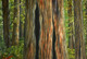 Forest Landscape Oil Painting (ART_976_6460) - Handpainted Art Painting - 17in X 12in