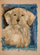 Cute White Dog (ART_8331_61067) - Handpainted Art Painting - 11in X 14in