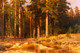 Mast-Tree Grove By Ivan Ivanovich Shishkin (PRT_10660) - Canvas Art Print - 26in X 17in