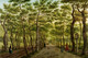 The Herepad In The Haagse Bos (1778) By Paulus Constantijn La Fargue (PRT_10673) - Canvas Art Print - 36in X 24in