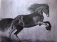 Beauty (ART_8325_61308) - Handpainted Art Painting - 24in X 22in