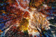 Abstract_multicolor tree (PRT_7809_62317) - Canvas Art Print - 36in X 24in
