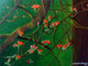 Palash Blossoms (ART_8370_62247) - Handpainted Art Painting - 30in X 24in