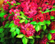 Abstract_Flowers_Digital (PRT_7809_62805) - Canvas Art Print - 36in X 28in