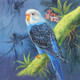 Budgerigar Parrot By ARTOHOLIC (ART_3319_63393) - Handpainted Art Painting - 24in X 24in