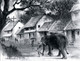My sweet home,village life,Beautiful Home,House,Tree,Big Village Home,Elephant