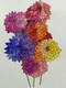 Bunch of dahlias  (ART_8002_63967) - Handpainted Art Painting - 12in X 16in