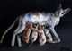 cat, cat with kittens, little kittens, mother, mother and child