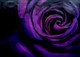 Flower,Floral,Blue,Violet Rose,King of Flower