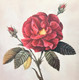 ROSE FLOWER PAINTING BY ARTOHOLIC (ART_3319_65125) - Handpainted Art Painting - 24in X 24in