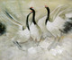 Swan Family,three birds