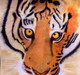 Tiger (ART_8460_64900) - Handpainted Art Painting - 13in X 13in