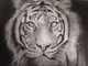 Tiger Face (ART_8501_66557) - Handpainted Art Painting - 22in X 38in