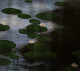 Waterlilies (ART_3512_66701) - Handpainted Art Painting - 15in X 12in