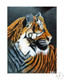 Animal realistic painting (ART_8557_66270) - Handpainted Art Painting - 12in X 16in