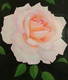 White rose with water droplets  (ART_8397_62719) - Handpainted Art Painting - 10in X 12in