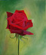 Red rose on green background  (ART_8397_62690) - Handpainted Art Painting - 10in X 12in