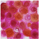 Rose (ART_3682_67040) - Handpainted Art Painting - 12in X 12in