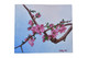 Cherry Blossoms (ART_8370_67054) - Handpainted Art Painting - 12in X 10in